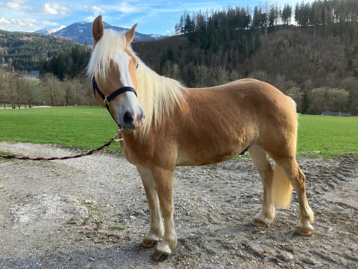 Stromboli Dh Haflinger Wallach Fuchs Pferd Austria